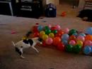 Hund efter ballonner